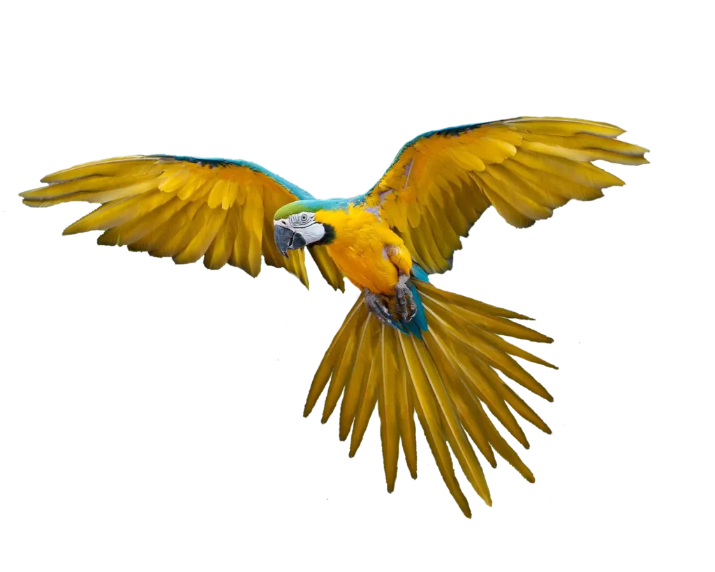 Pajaros Png Transparente - Bird Flying Gif Png, Png Download